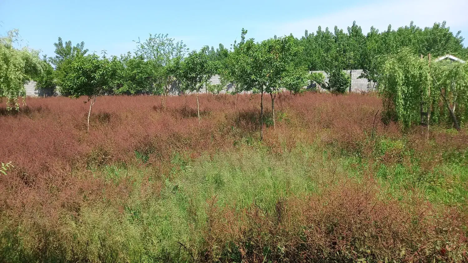 انجام کلیه موارد باغبانی و طراحی سه بعدی|خدمات باغبانی و درختکاری|صومعهسرا, |دیوار