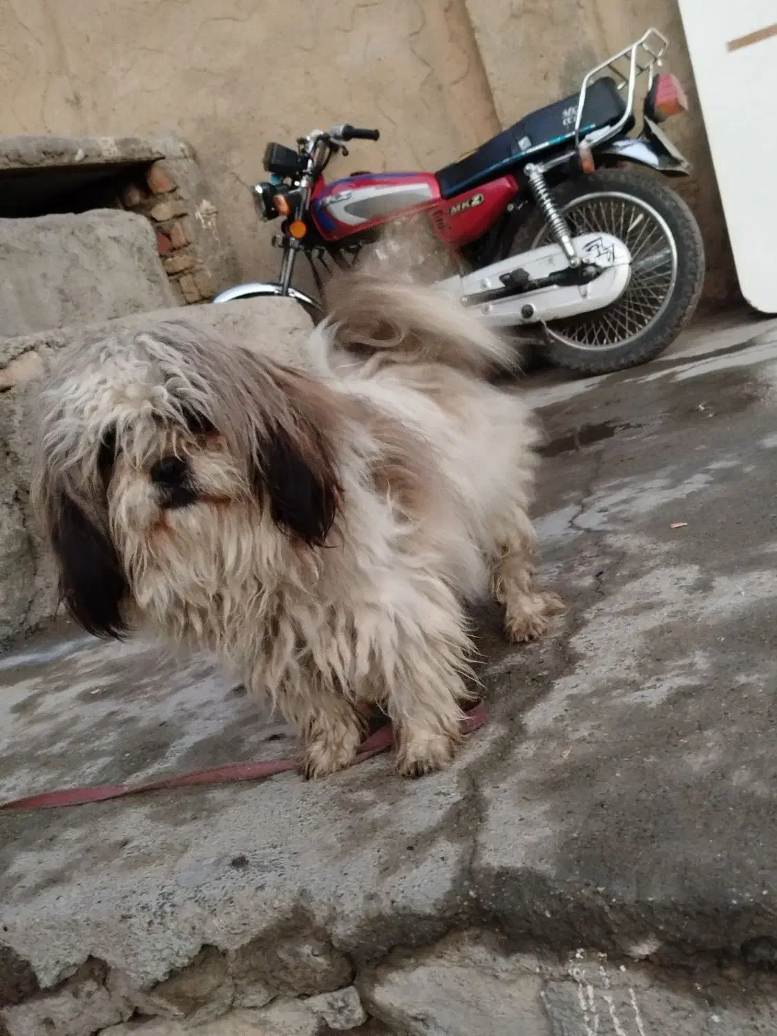 سگ پا کوتاه|سگ|کنگاور, |دیوار