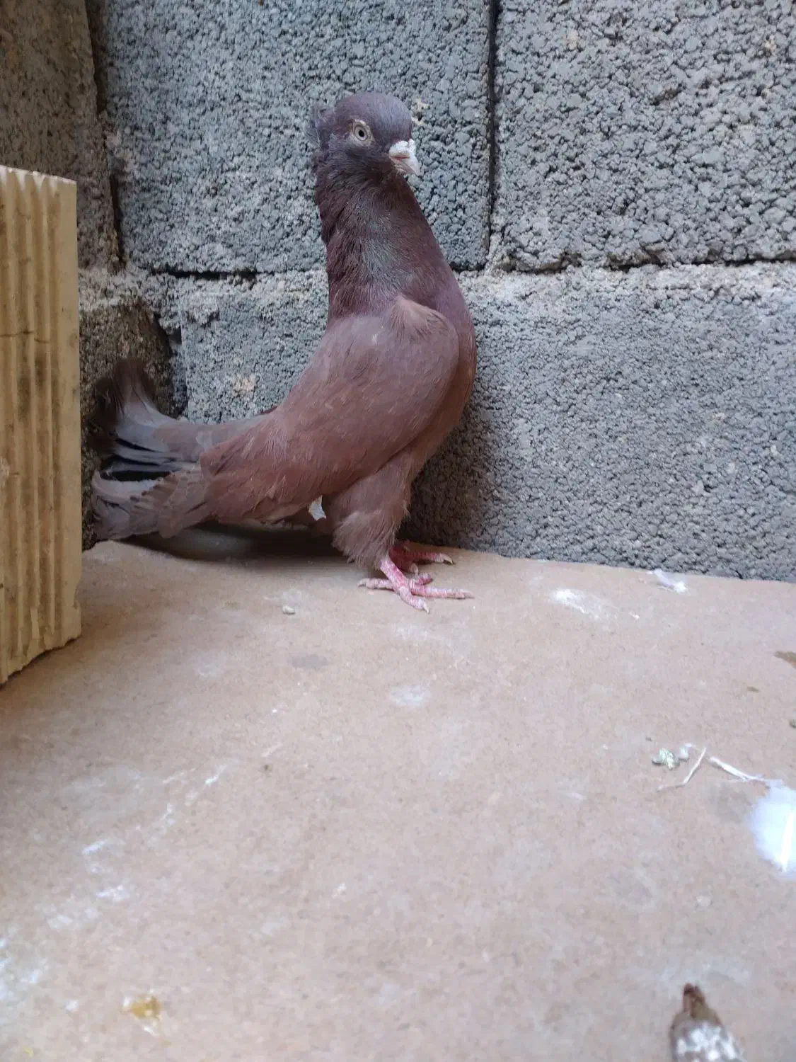 کبوتر دم سفید . دوکت . سرخ|پرنده|شهرضا, |دیوار