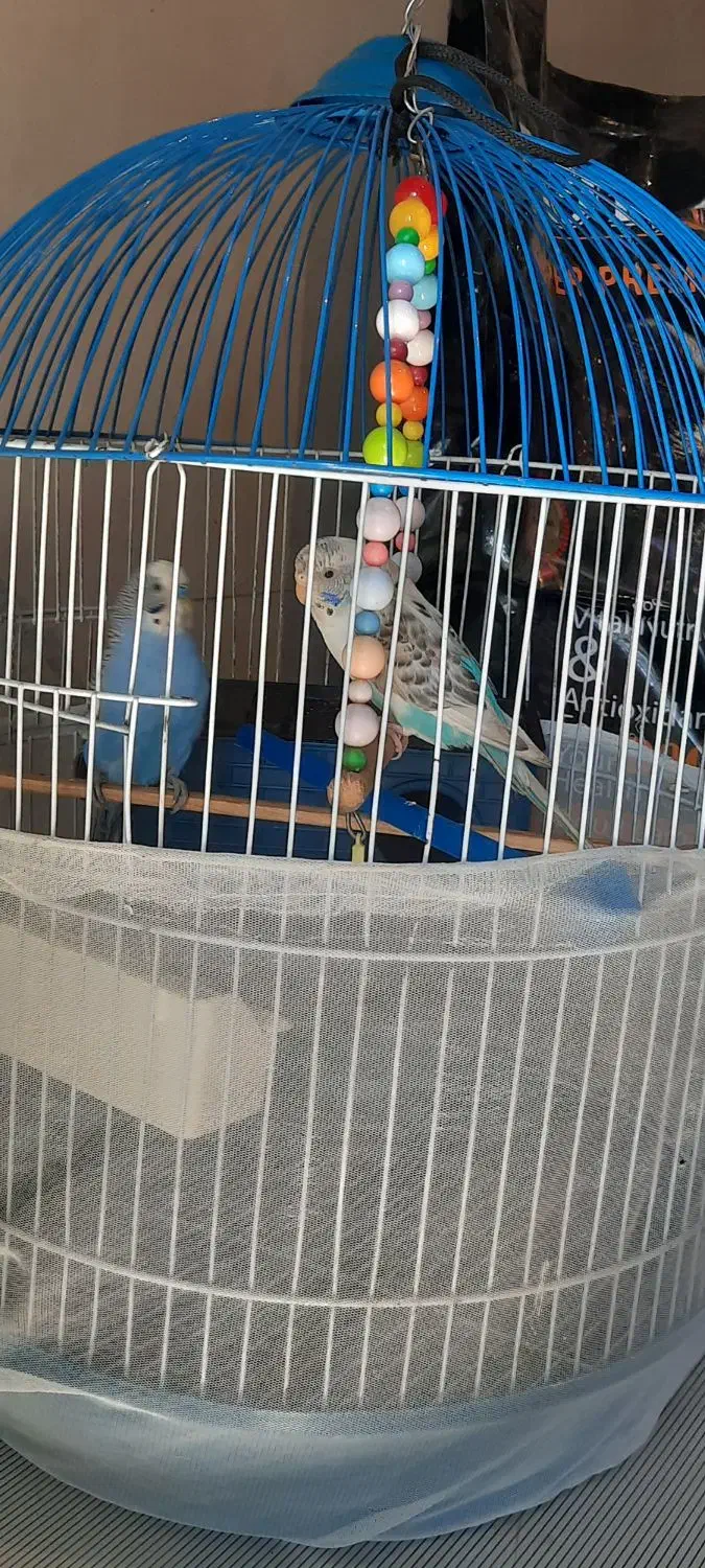 یک جفت مرغ عشق مولدهمراه با قفس|پرنده|رباط‌کریم, نصیرشهر|دیوار