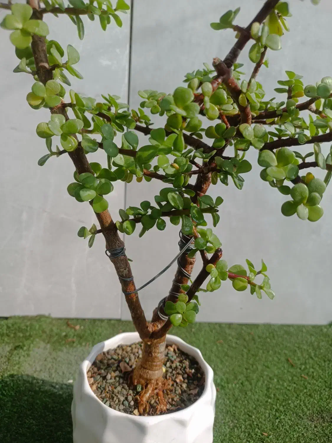 گل آپارتمانی کاکتوس بنسای  خرفه 8 ساله|گل و گیاه طبیعی|تهران, مسعودیه|دیوار