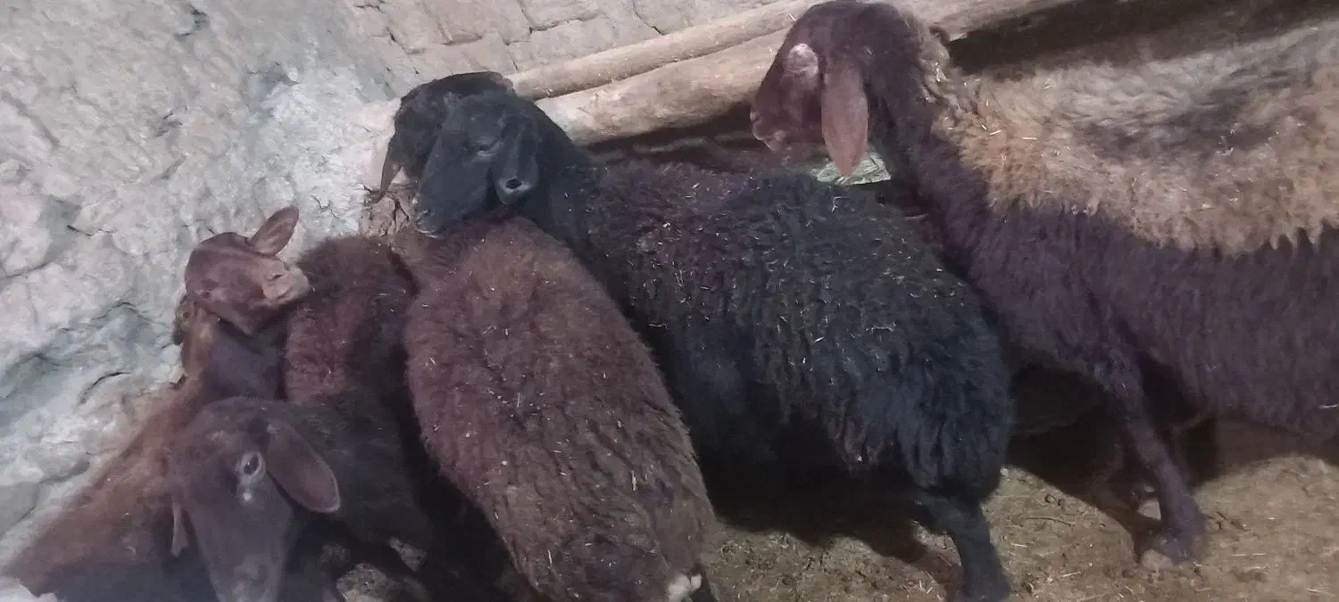 فروش ۵راس گوسفند|حیوانات مزرعه|ماهنشان, |دیوار