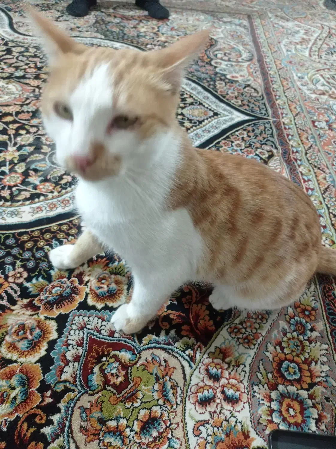 گربه نر خانگی واگذاری رایگان|گربه|اسفراین, |دیوار