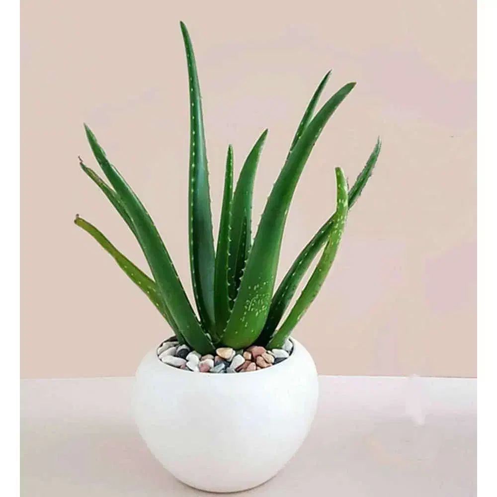 گل های گلخانه ای|گل و گیاه طبیعی|شاهرود, |دیوار