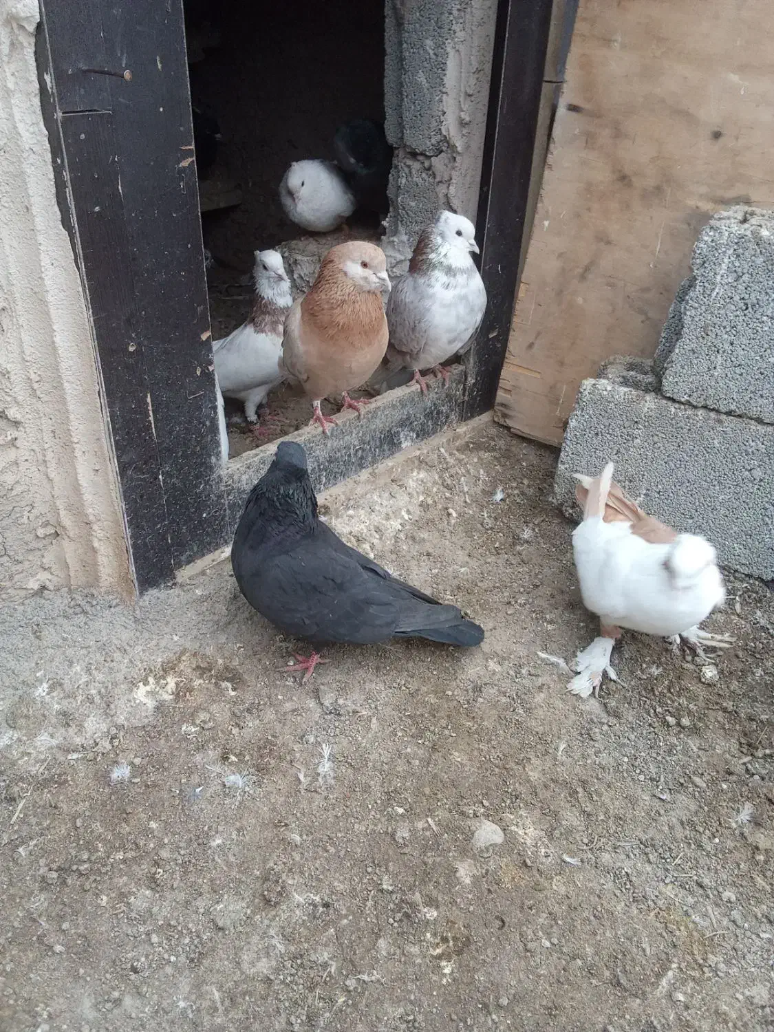 کبوتر|پرنده|اردبیل, |دیوار