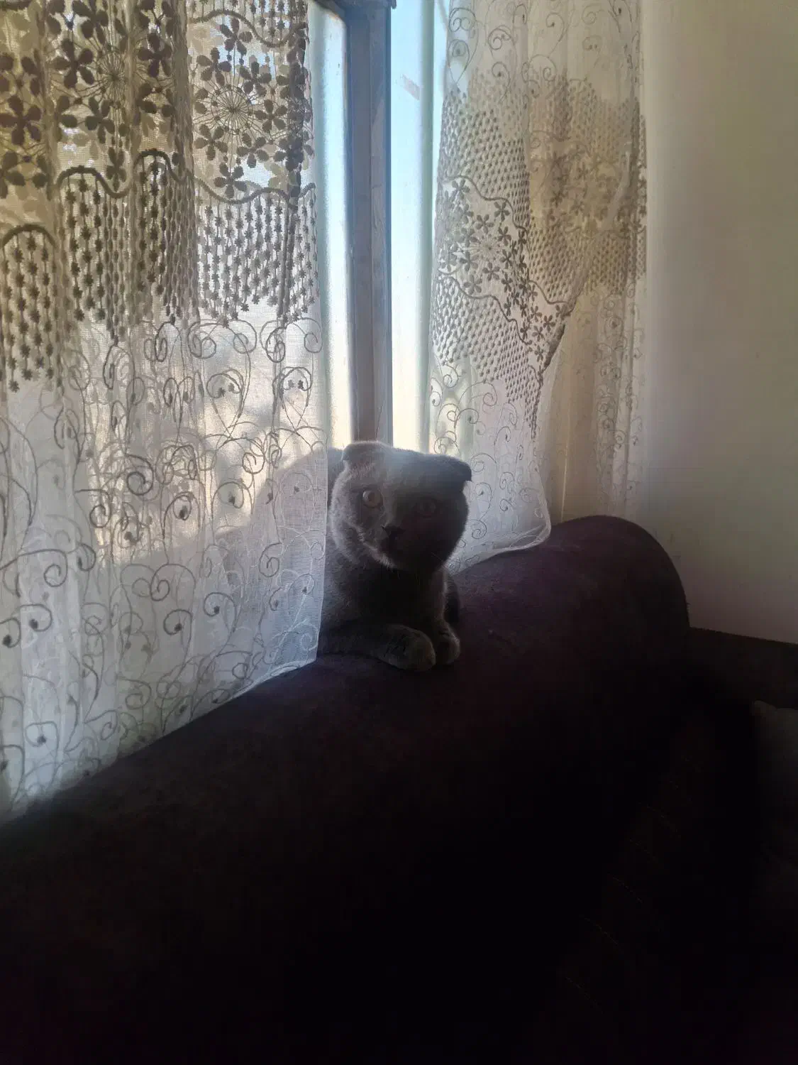 گربه اسکاتیش یک سال معاوضه پی اس|گربه|سیرجان, |دیوار