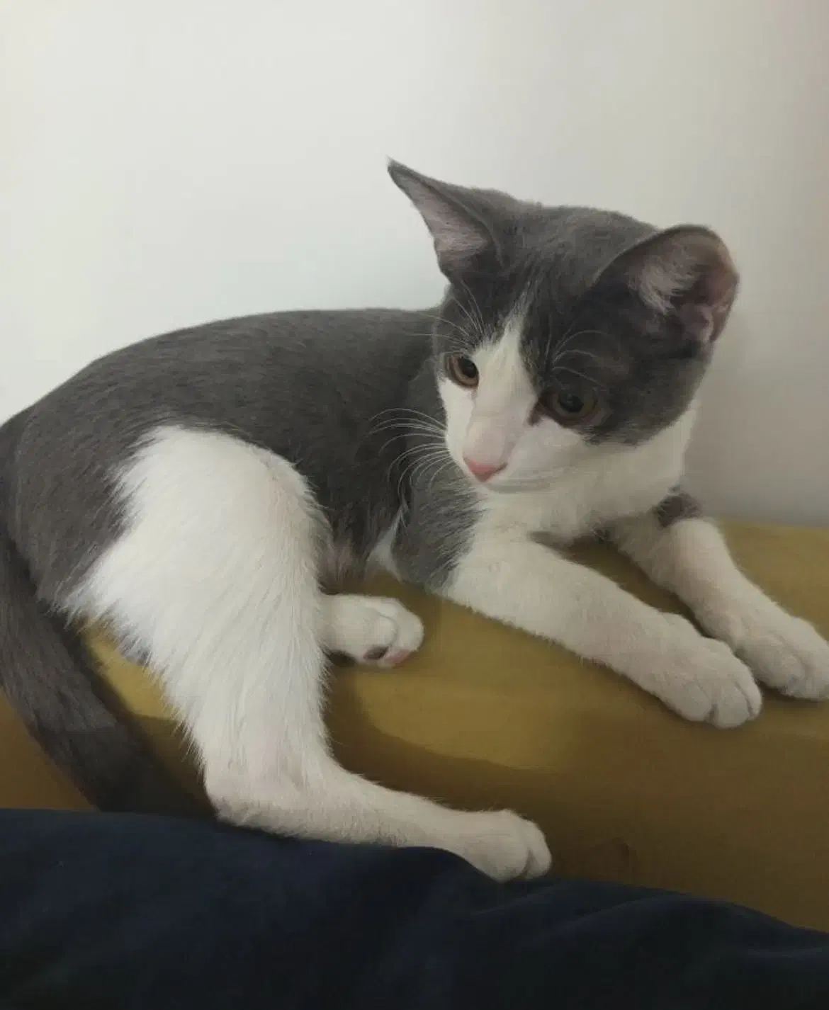 واگذاری گربه سه ماهه|گربه|قم, بنیاد|دیوار