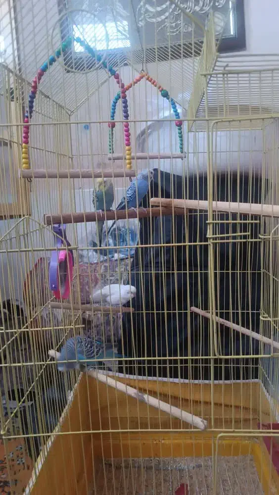 مرغ عشق|پرنده|شیراز, شیخ علی چوپان|دیوار