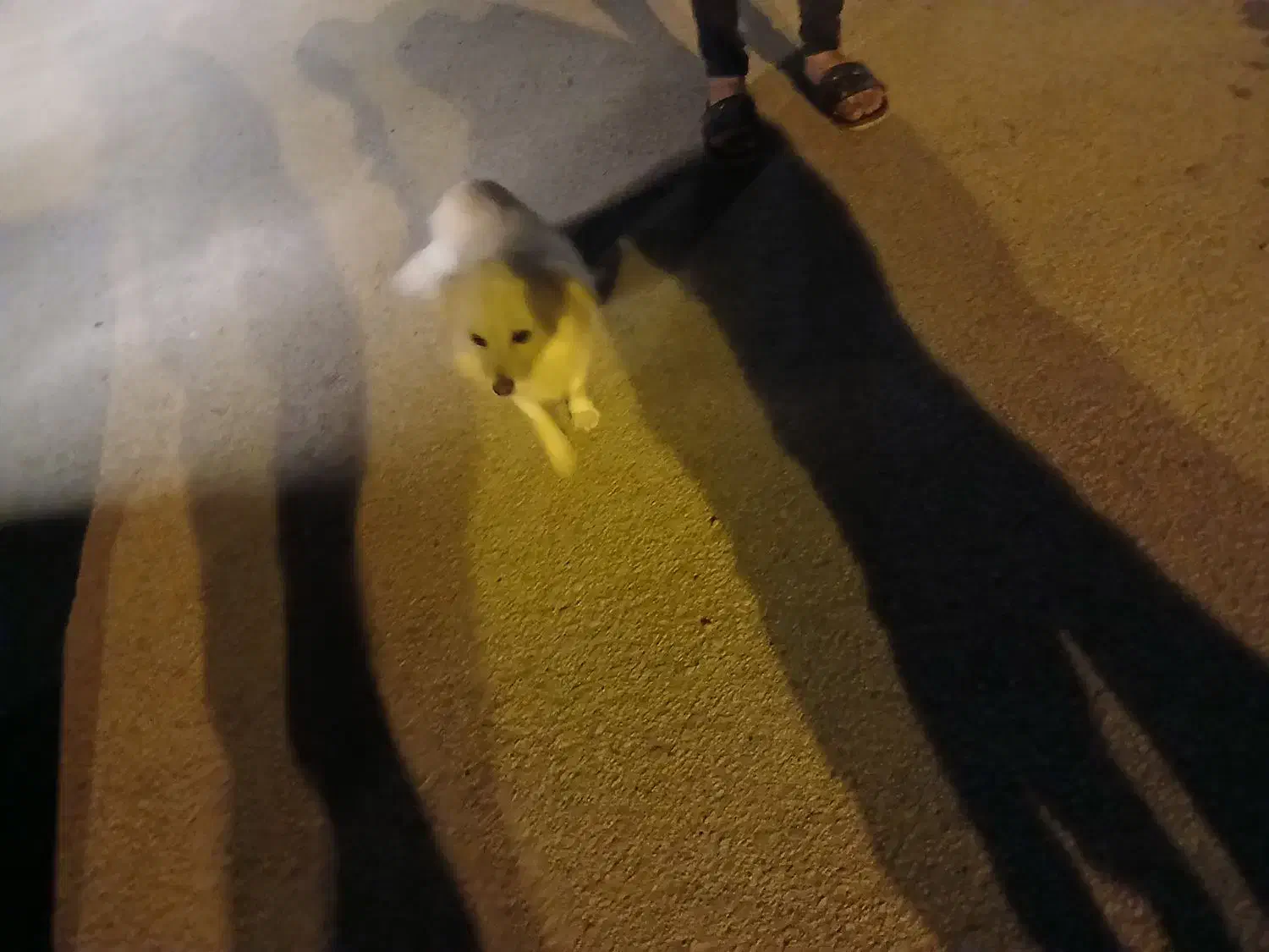 سگ خانگی|سگ|فامنین, |دیوار