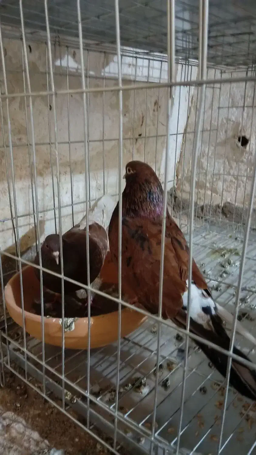 کبوتر|پرنده|مسجد سلیمان, |دیوار