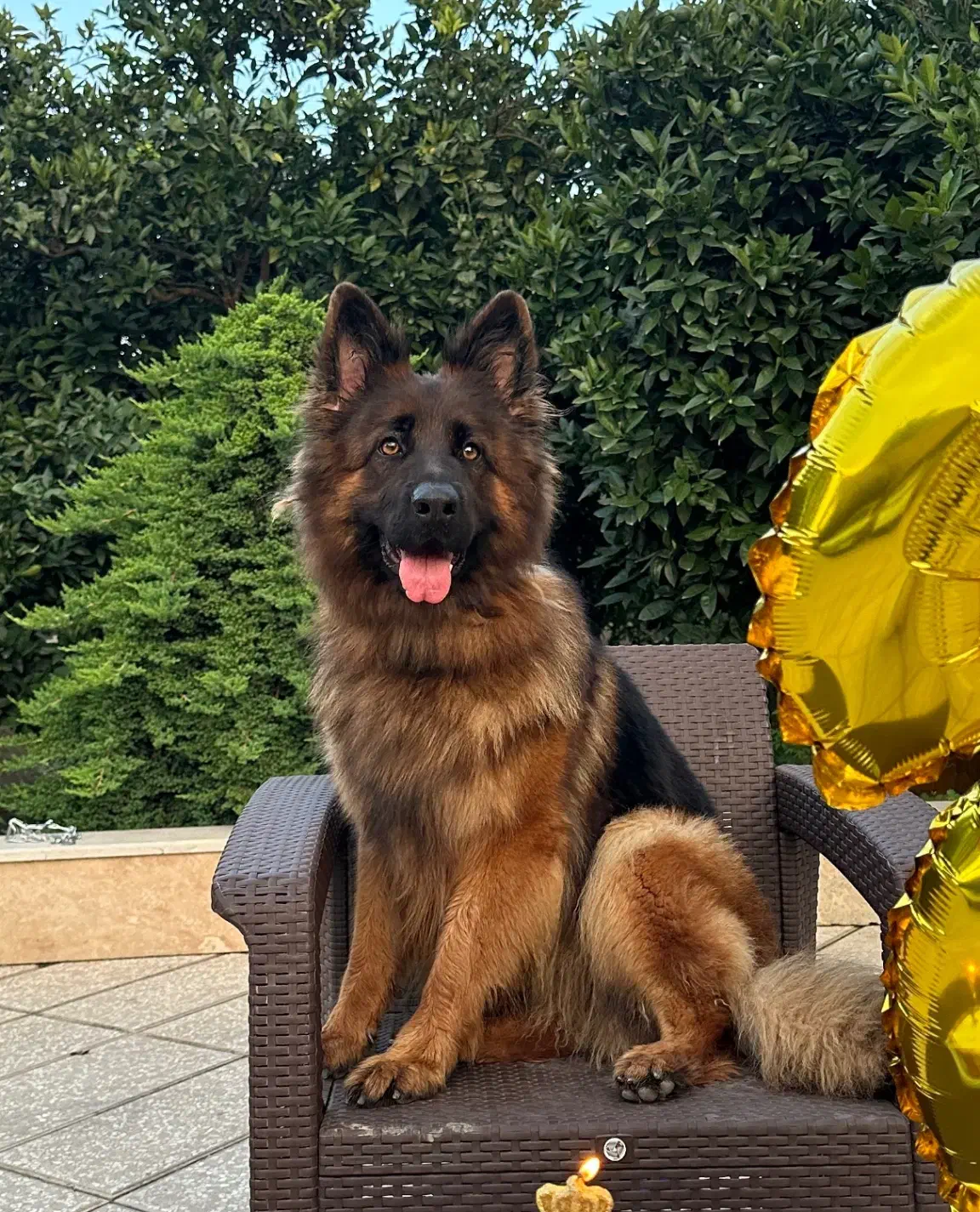 سگ ژرمن ماده (گمشده)|حیوانات|قائمشهر, |دیوار