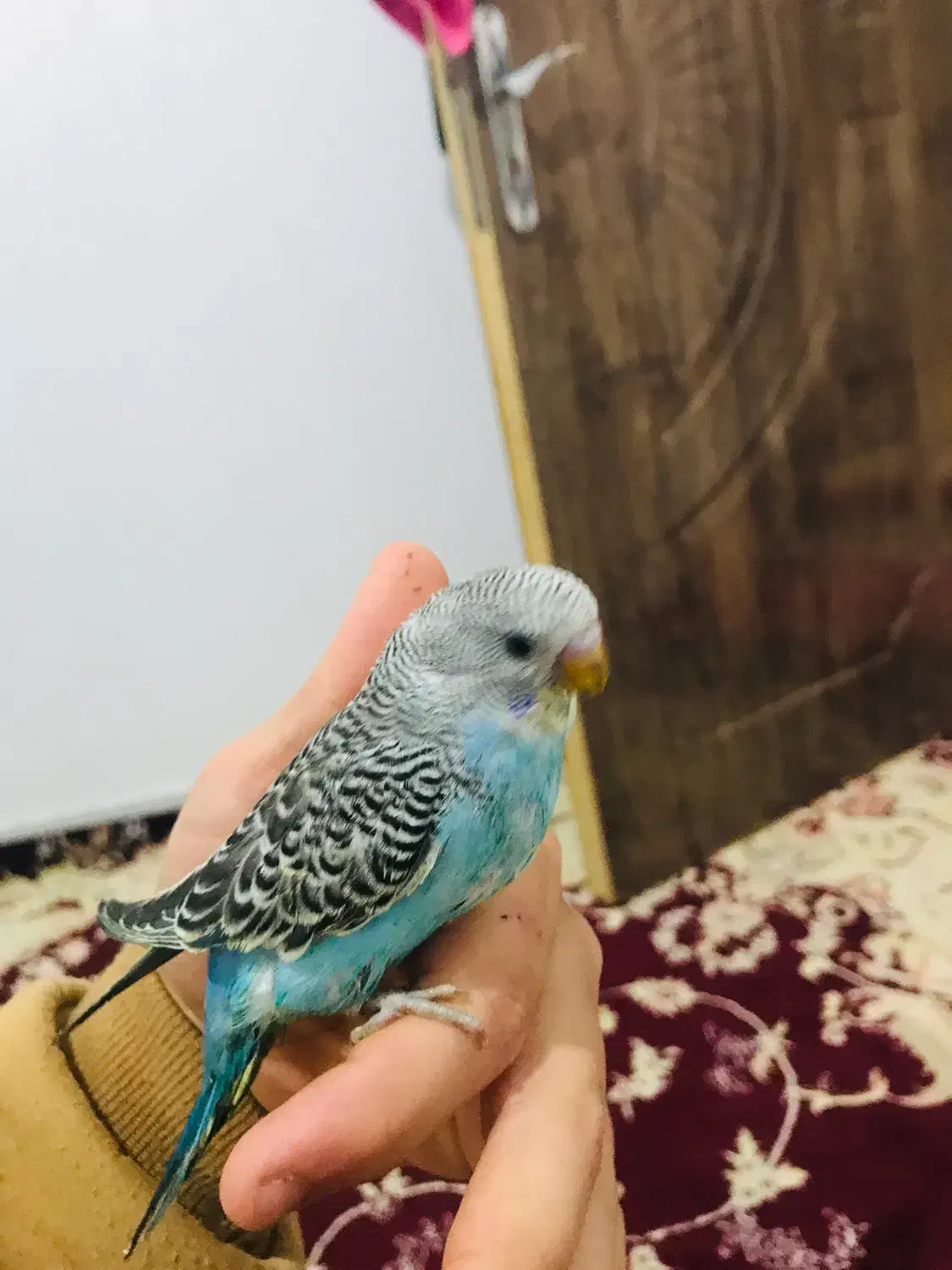 مرغ عشق|پرنده|پیرانشهر, |دیوار