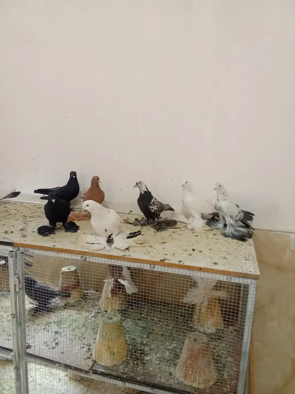 کبوتر|پرنده|باسمنج, |دیوار