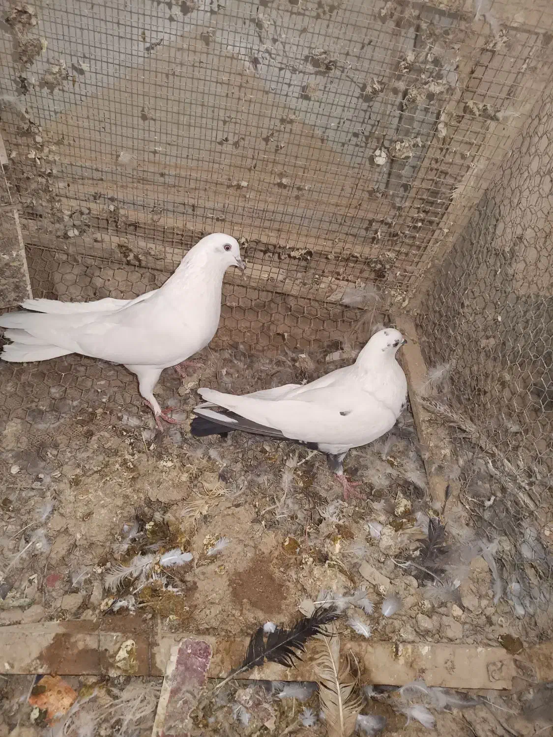 کبوتر|پرنده|شهرکرد, |دیوار