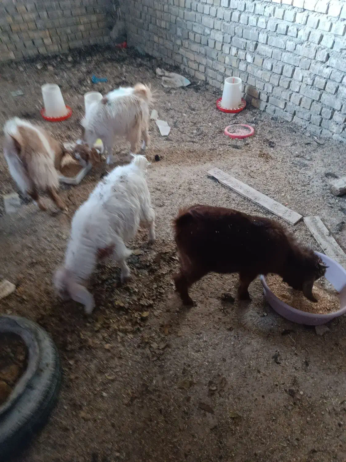 بز دورگ پاکستانی|حیوانات مزرعه|مشهد, زمانه|دیوار