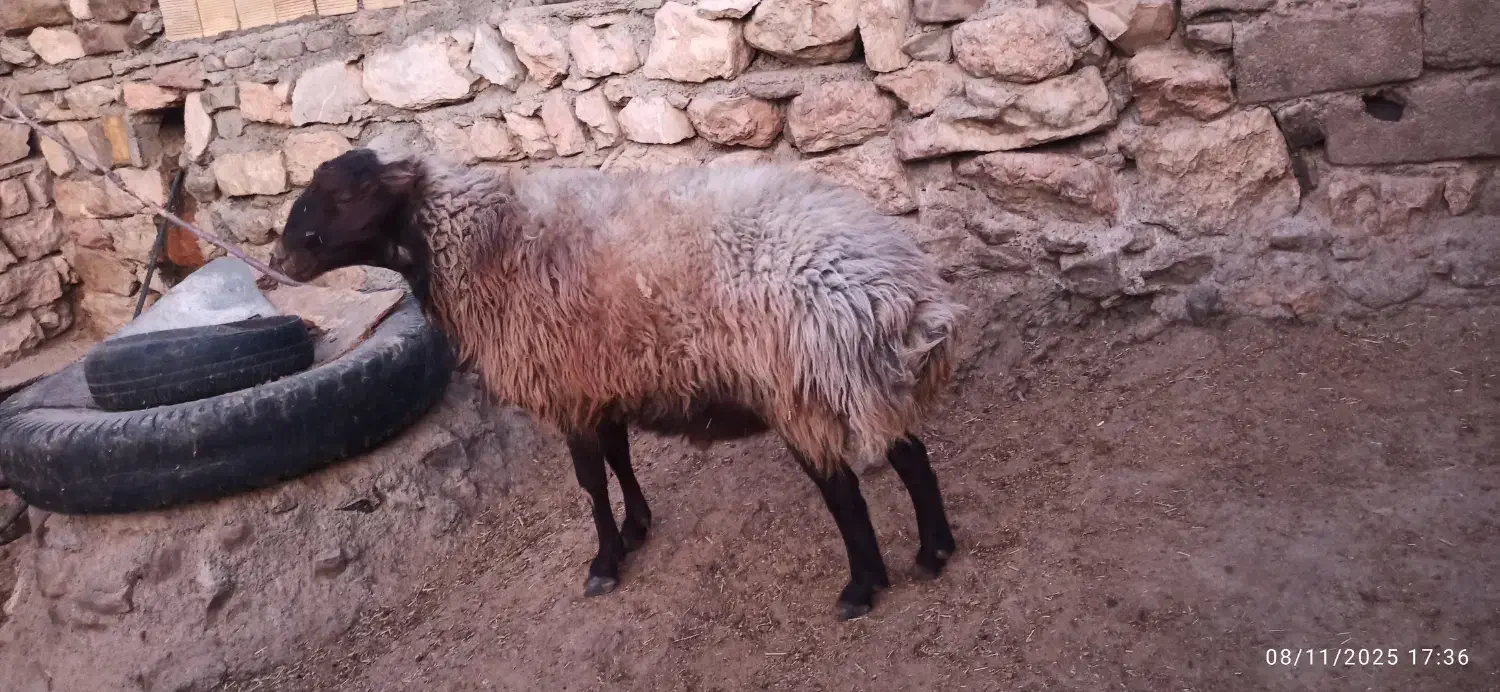 قوچ|حیوانات مزرعه|کوهدشت, |دیوار