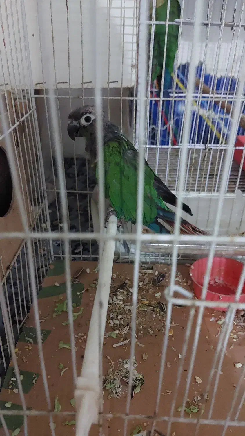 گل (پرنده)|گل و گیاه طبیعی|چناران, |دیوار