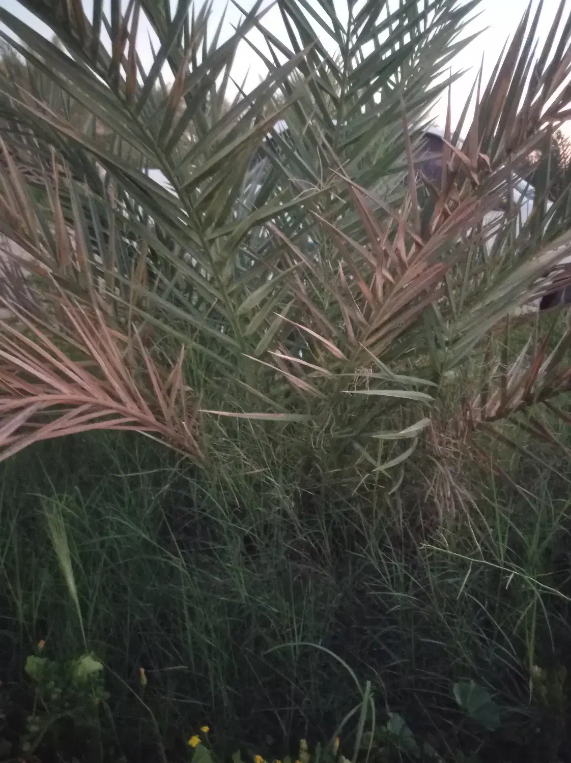 نخل|گل و گیاه طبیعی|برازجان, |دیوار