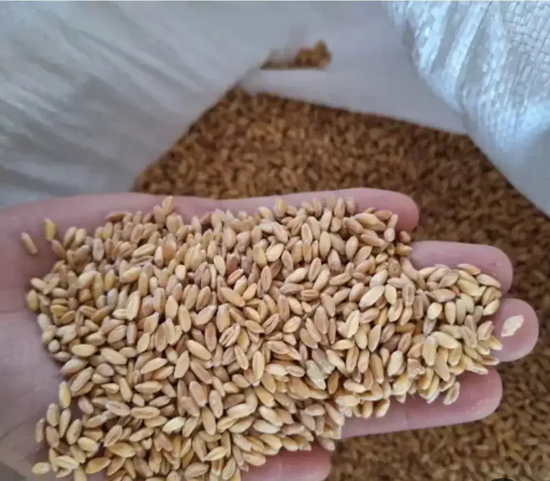 فروش بذر گندم وجو|عمده‌فروشی|ماهیدشت, |دیوار