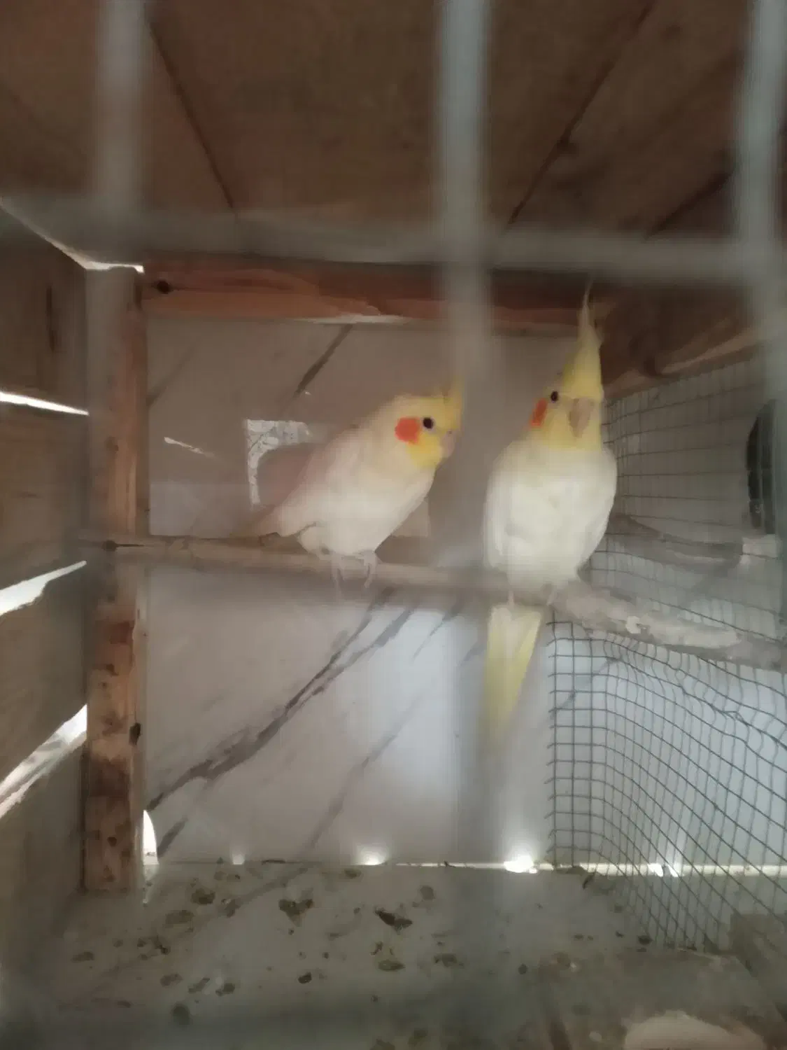 فروش و یا|حیوانات مزرعه|بندرعباس, |دیوار