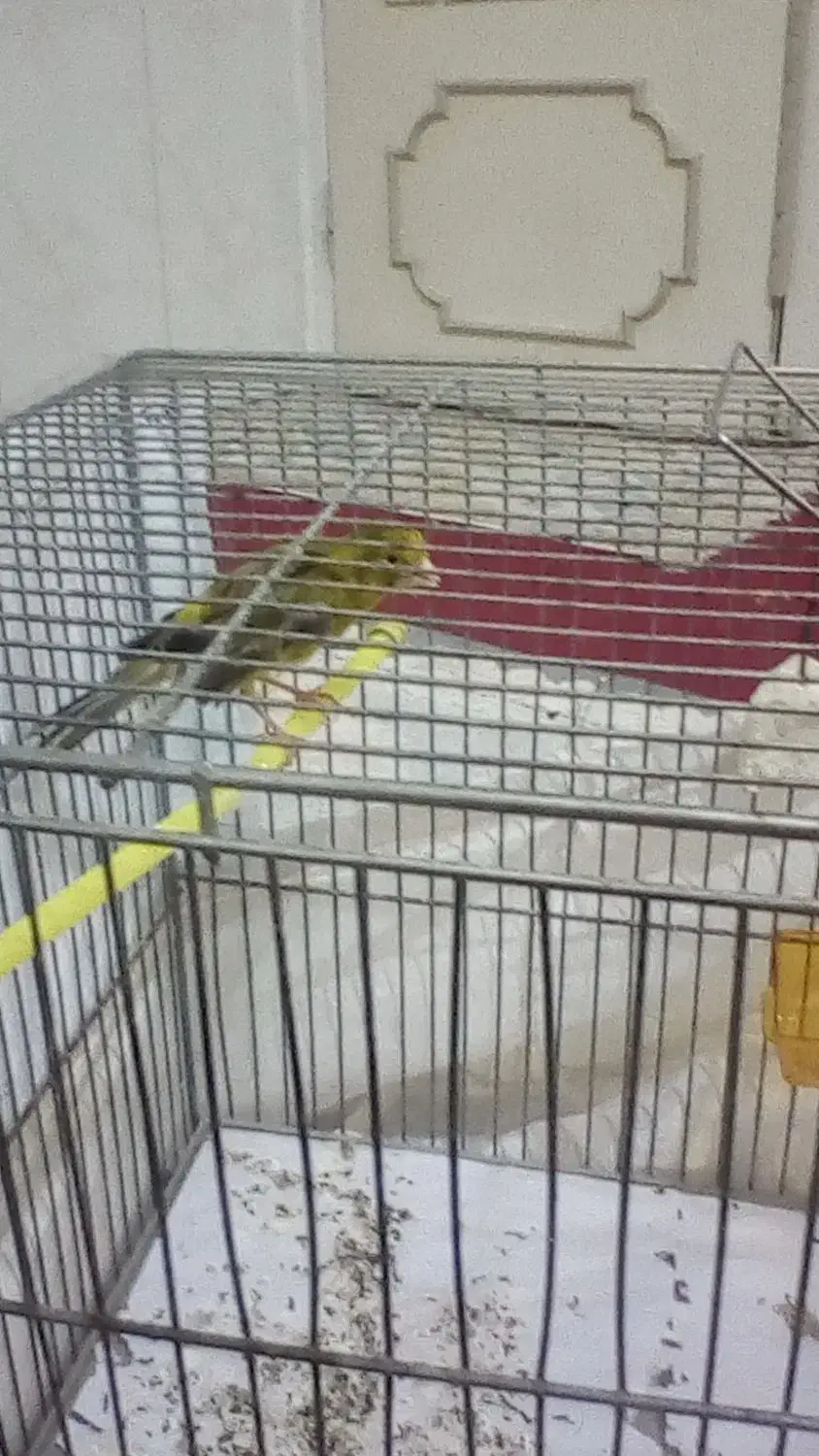 نروماده آماده واسه جوجه به|پرنده|زنجان, |دیوار