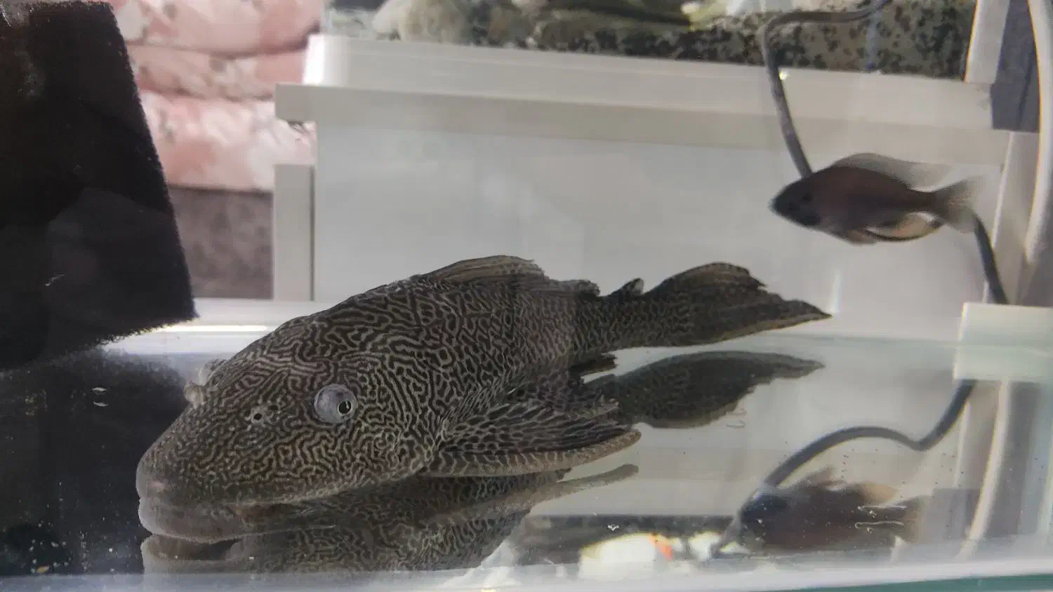 کتفیش بزرگ سالم و سرحال|ماهی|برخوار, |دیوار