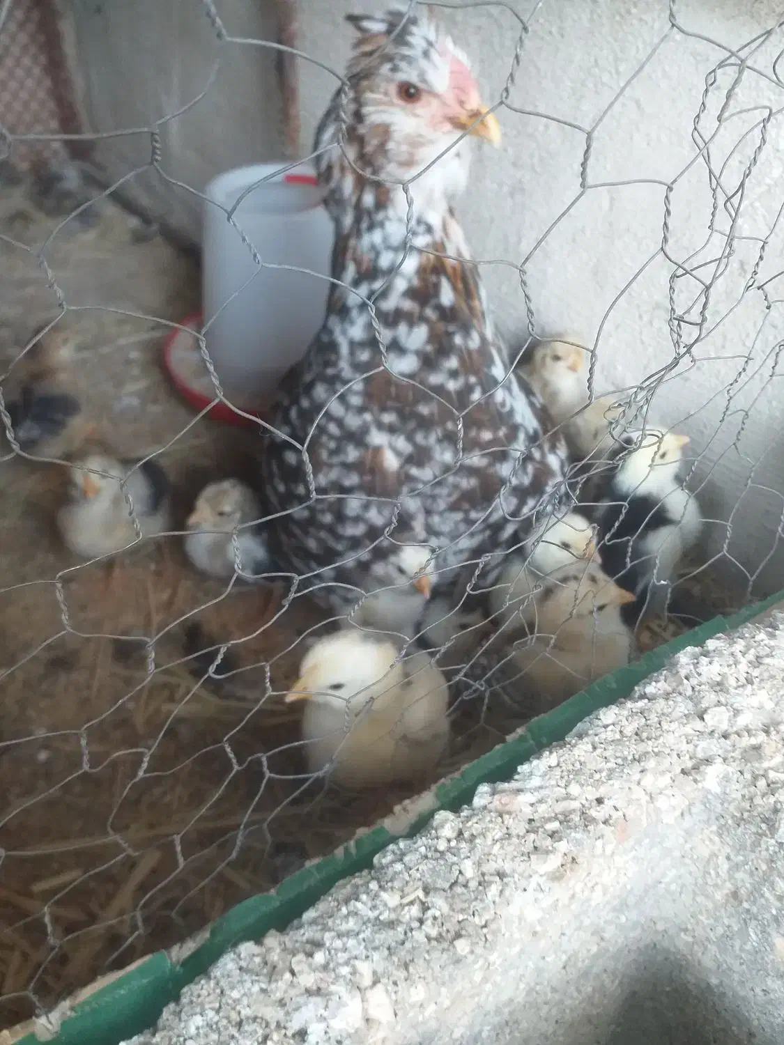 مرغ با جوجه|حیوانات مزرعه|شیراز, کوشک میدان|دیوار