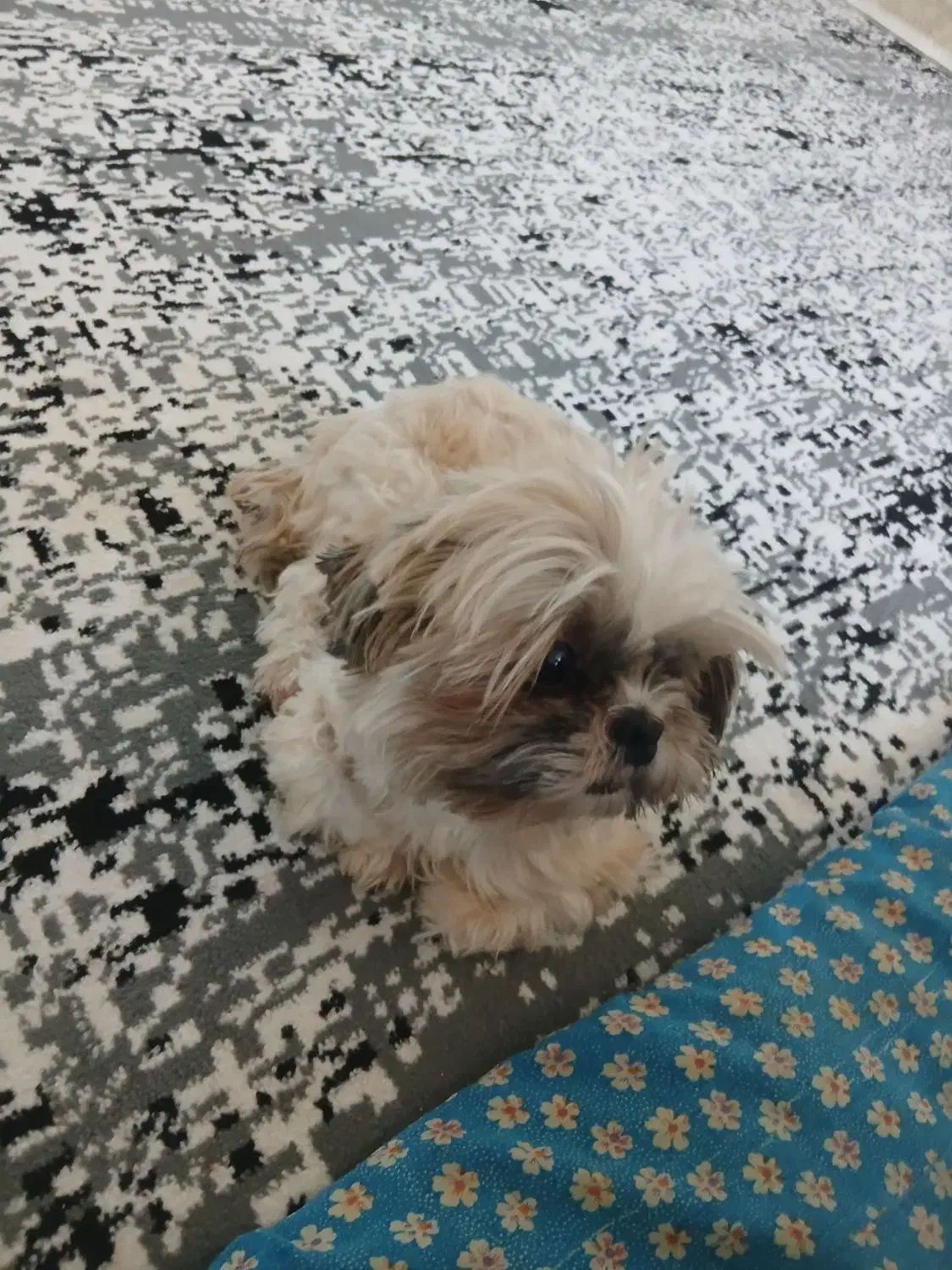 سگ شیتزو سوپر فلت|سگ|شهریار, اصیل آباد|دیوار