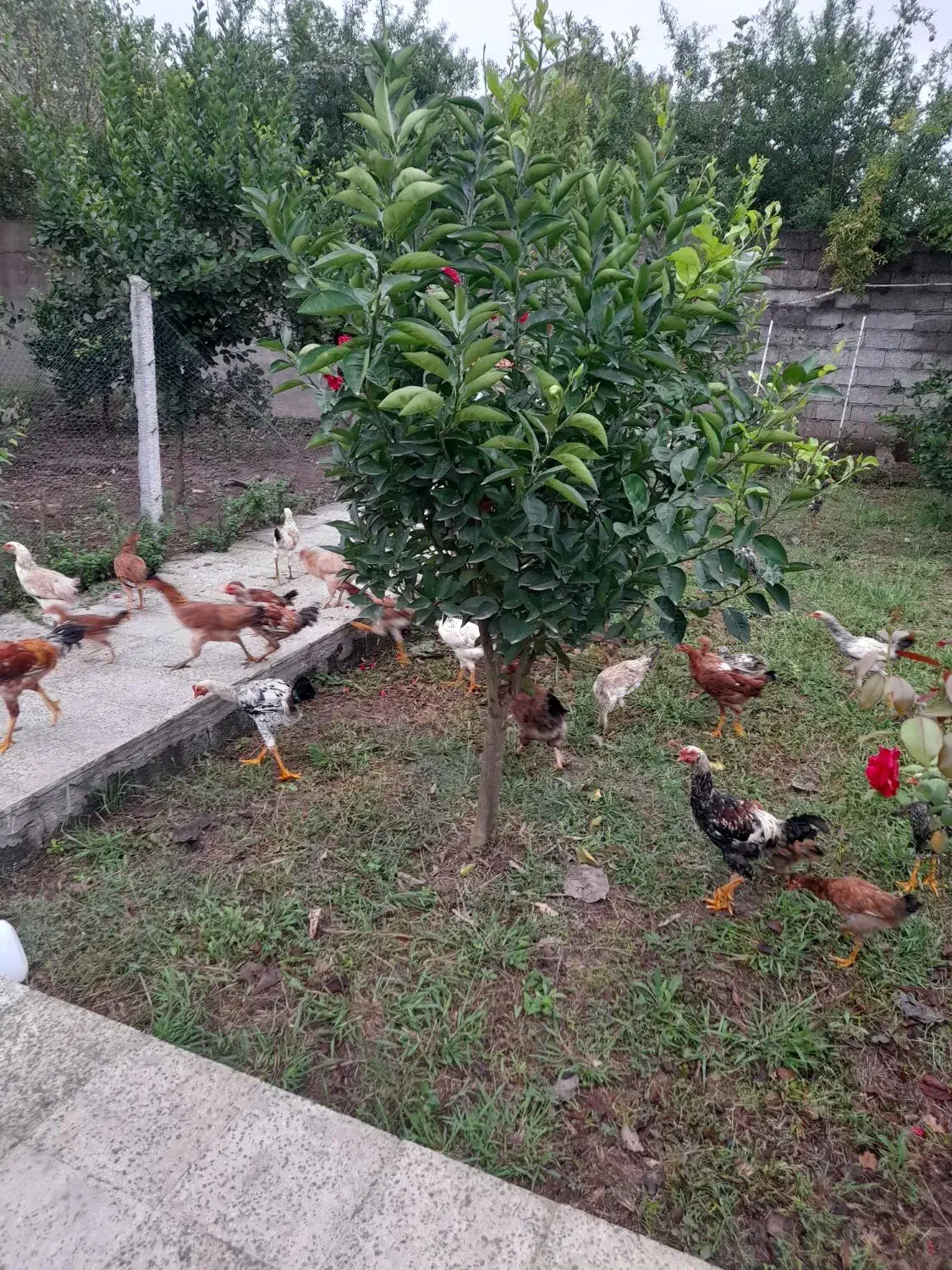 نیمچه مرغ وخروس فروشی|حیوانات مزرعه|سنگر, |دیوار