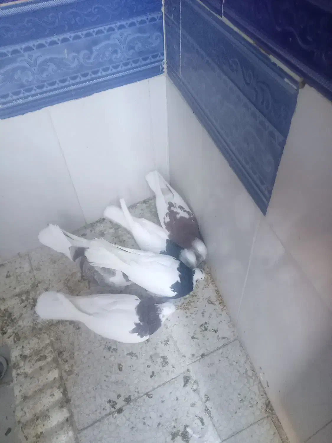 صده طوقی پنج عدد|پرنده|سبزوار, کهنه آب|دیوار