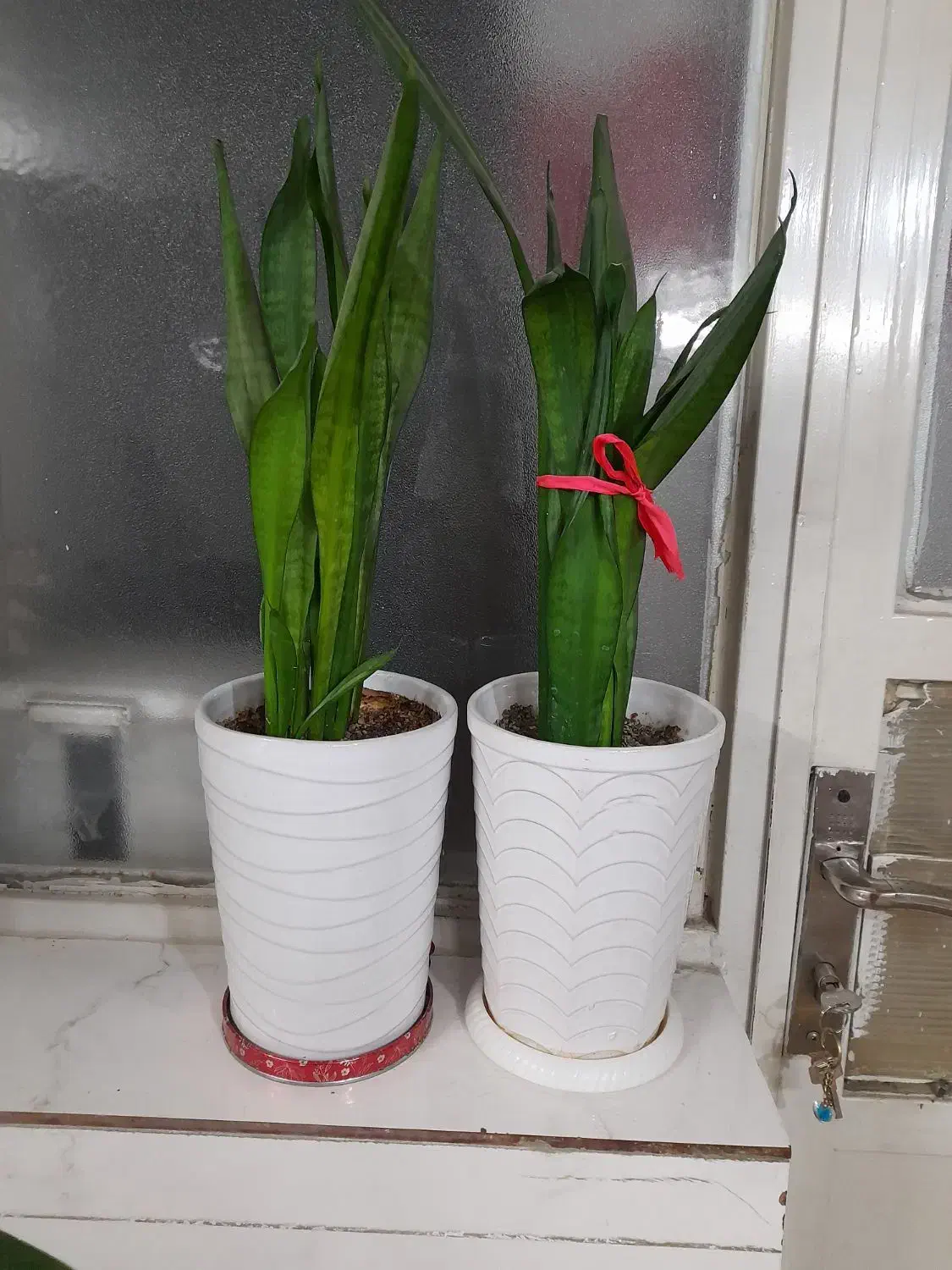 گل سانسوریا|گل و گیاه طبیعی|مشهد, کارگران|دیوار