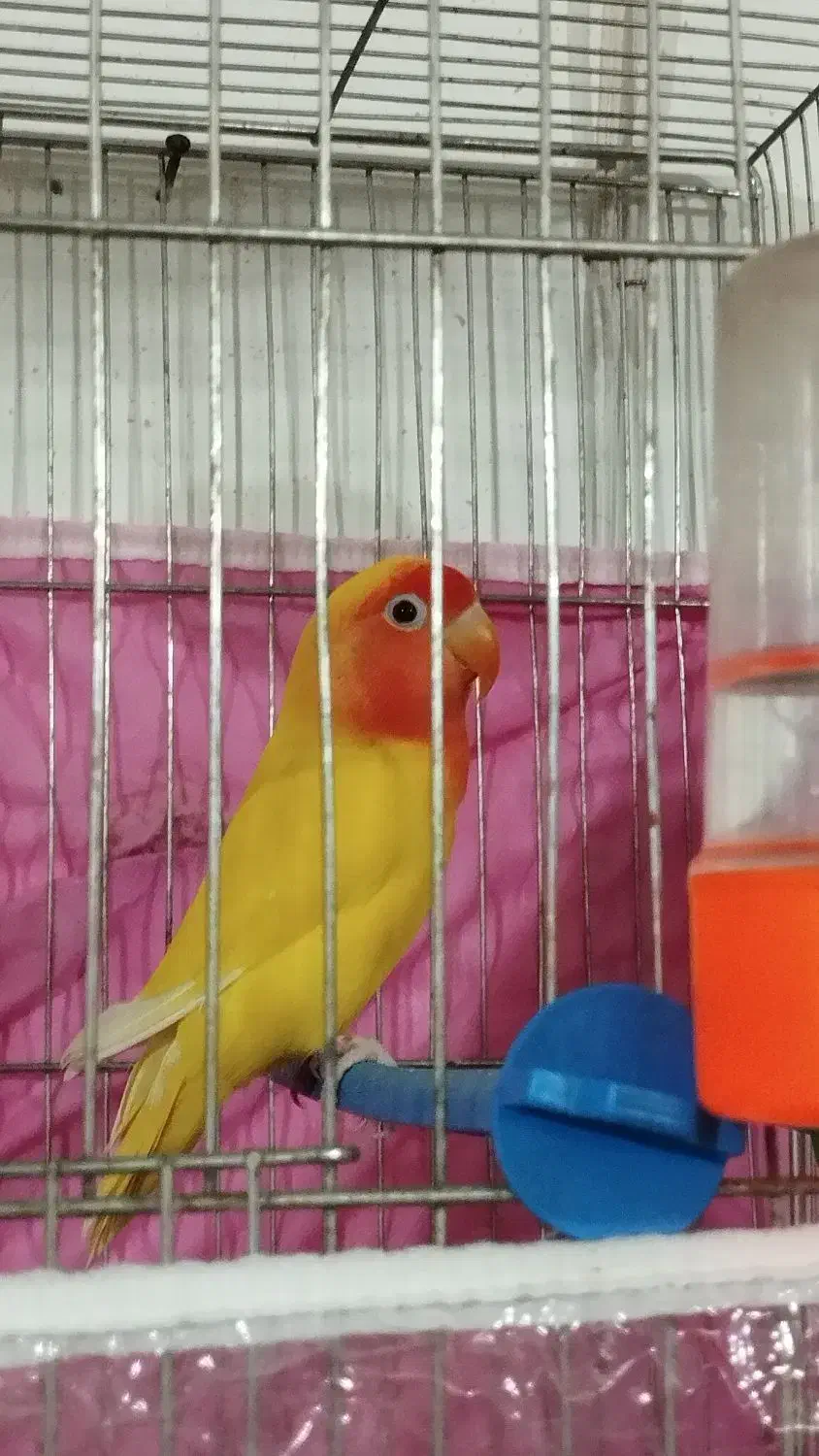 جفت کوتوله مولد|پرنده|فردوس (خراسان), |دیوار