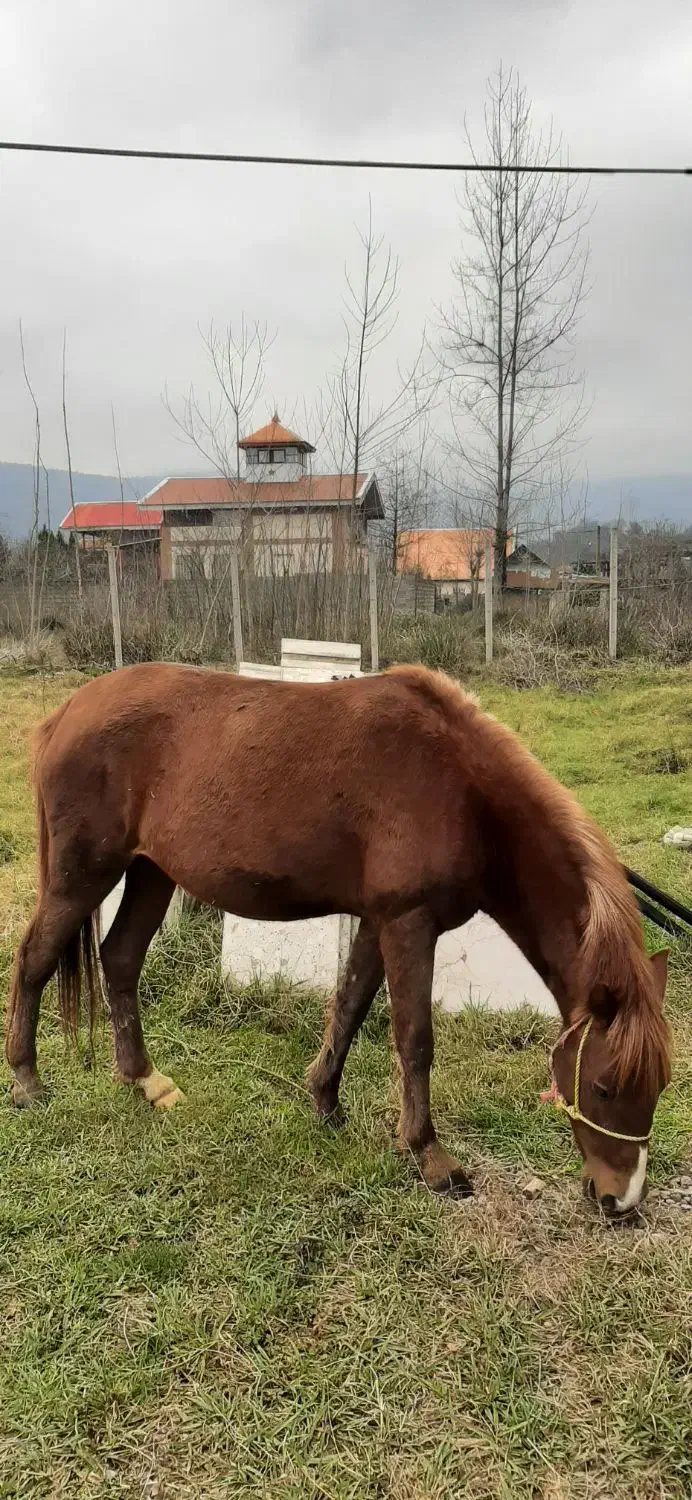اسب مادیان آبستن|اسب و تجهیزات اسب‌سواری|رشت, لاکان شهر|دیوار