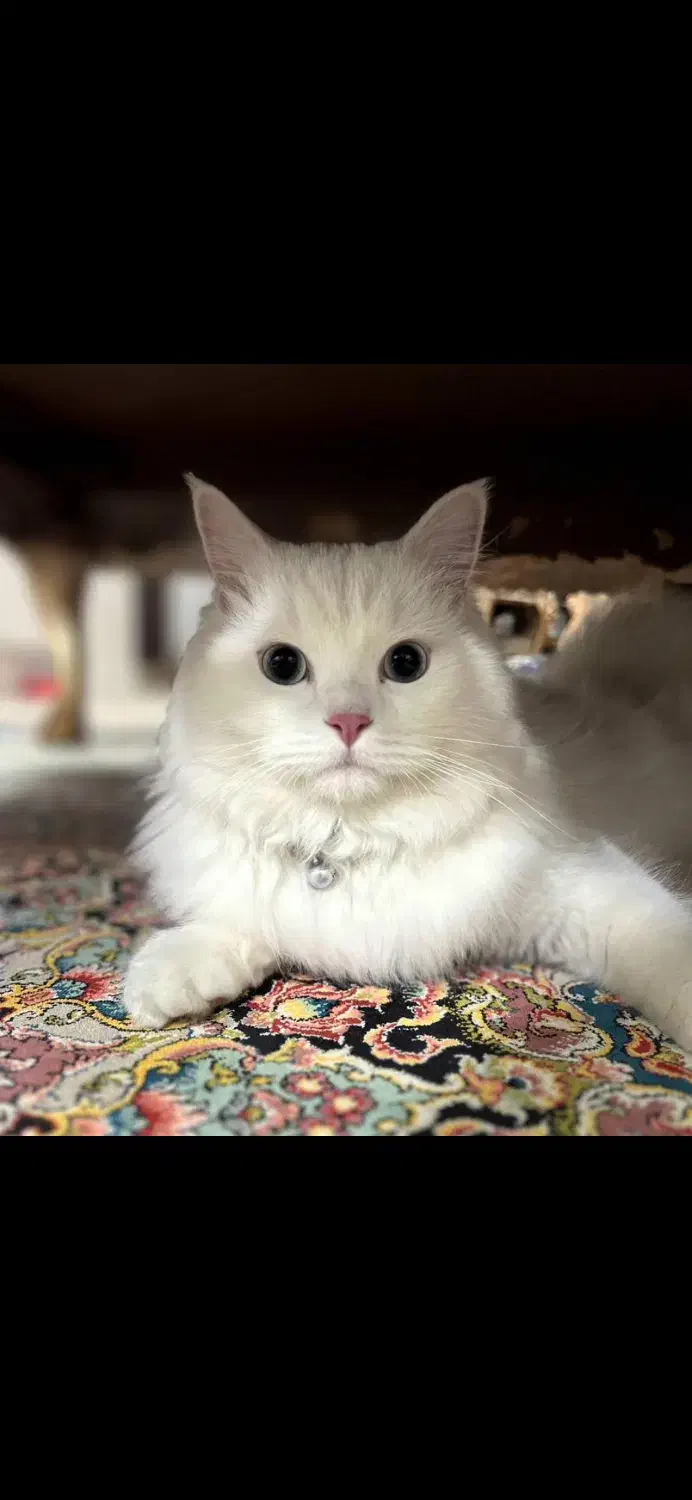 گربه پرشین|گربه|مشهد, چهارچشمه|دیوار