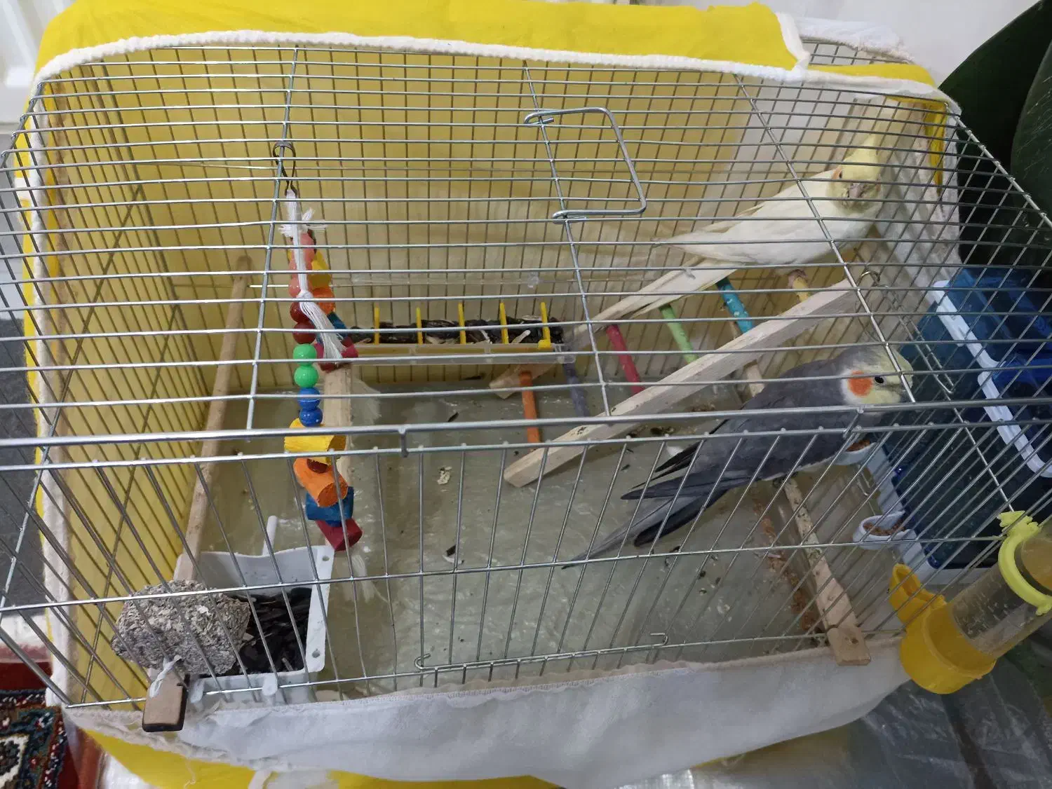 عروس هلندی|پرنده|پیرانشهر, |دیوار