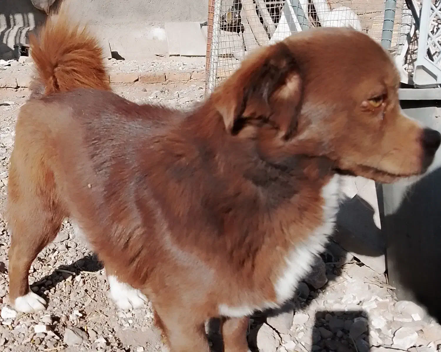 سگ نر اشپیتز-شیتزو|سگ|زنجان, |دیوار