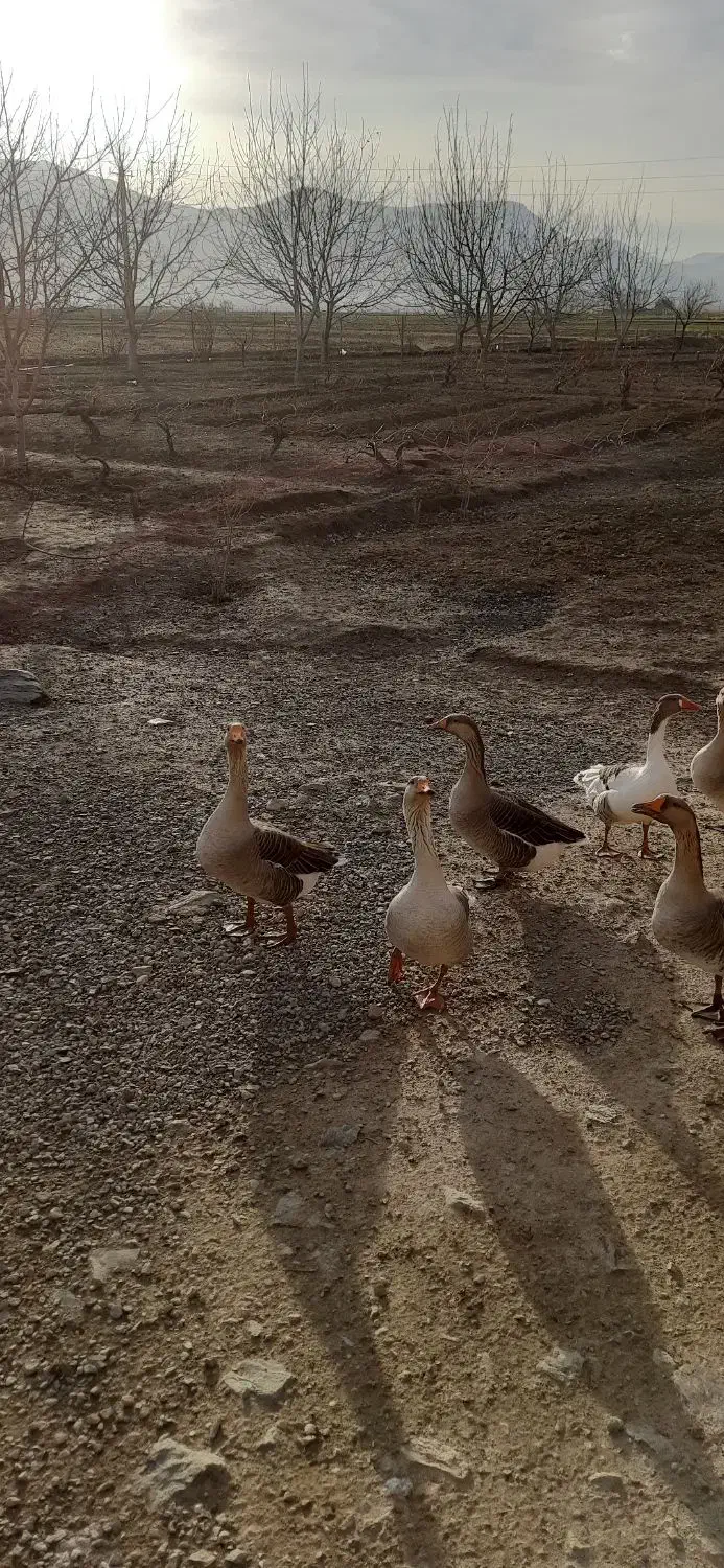 غاز|حیوانات مزرعه|دورود, |دیوار