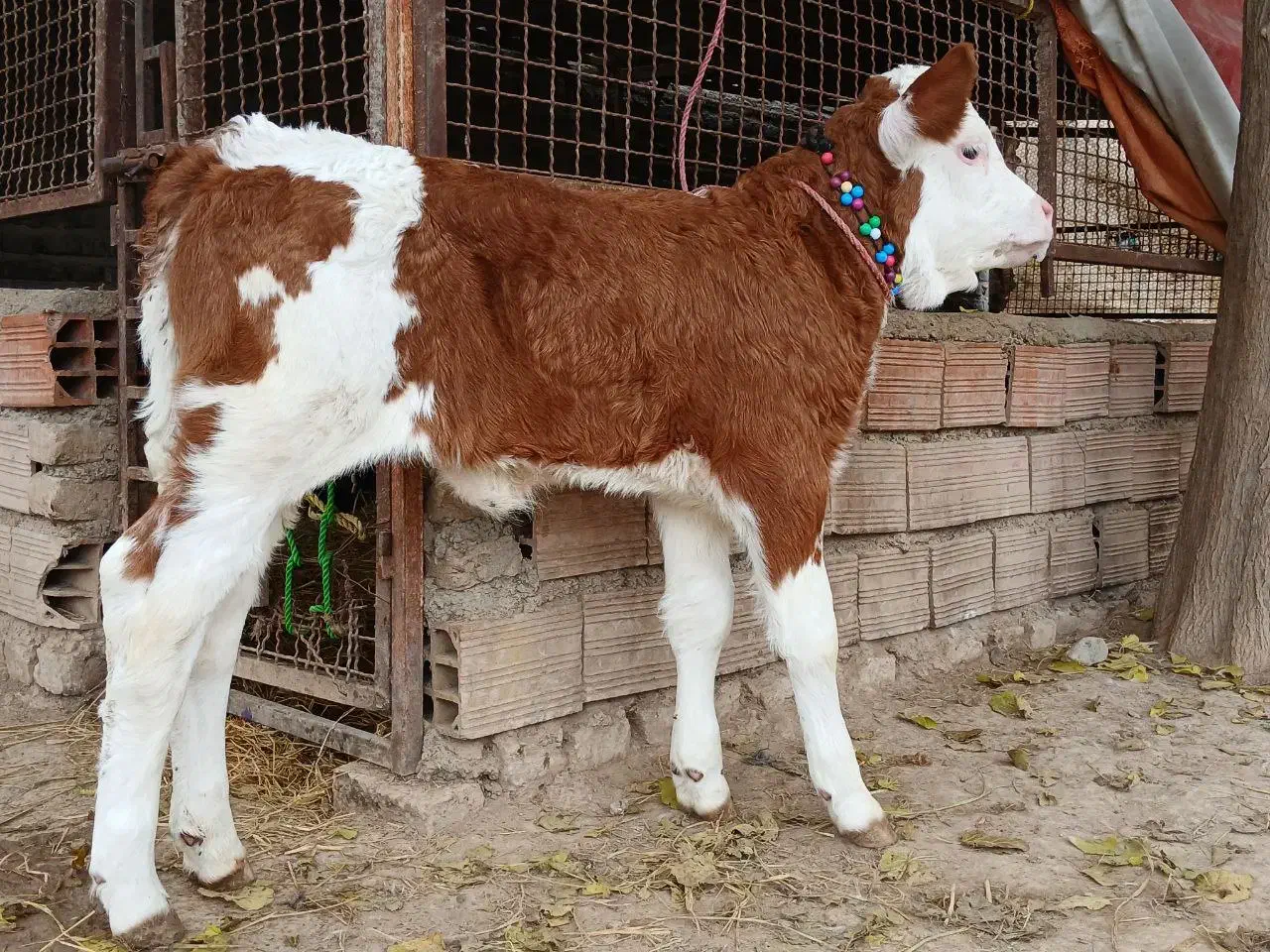 گوساله سیمینتال ماده قرمز شرابی اخرت جنس بالاگاو|حیوانات مزرعه|آق قلا, |دیوار