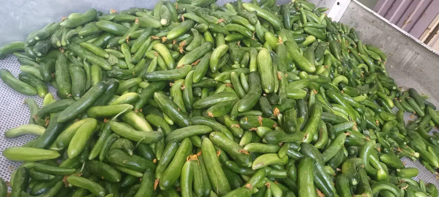 انواع.خیارشور.وترش|عمده‌فروشی|لالجین, |دیوار