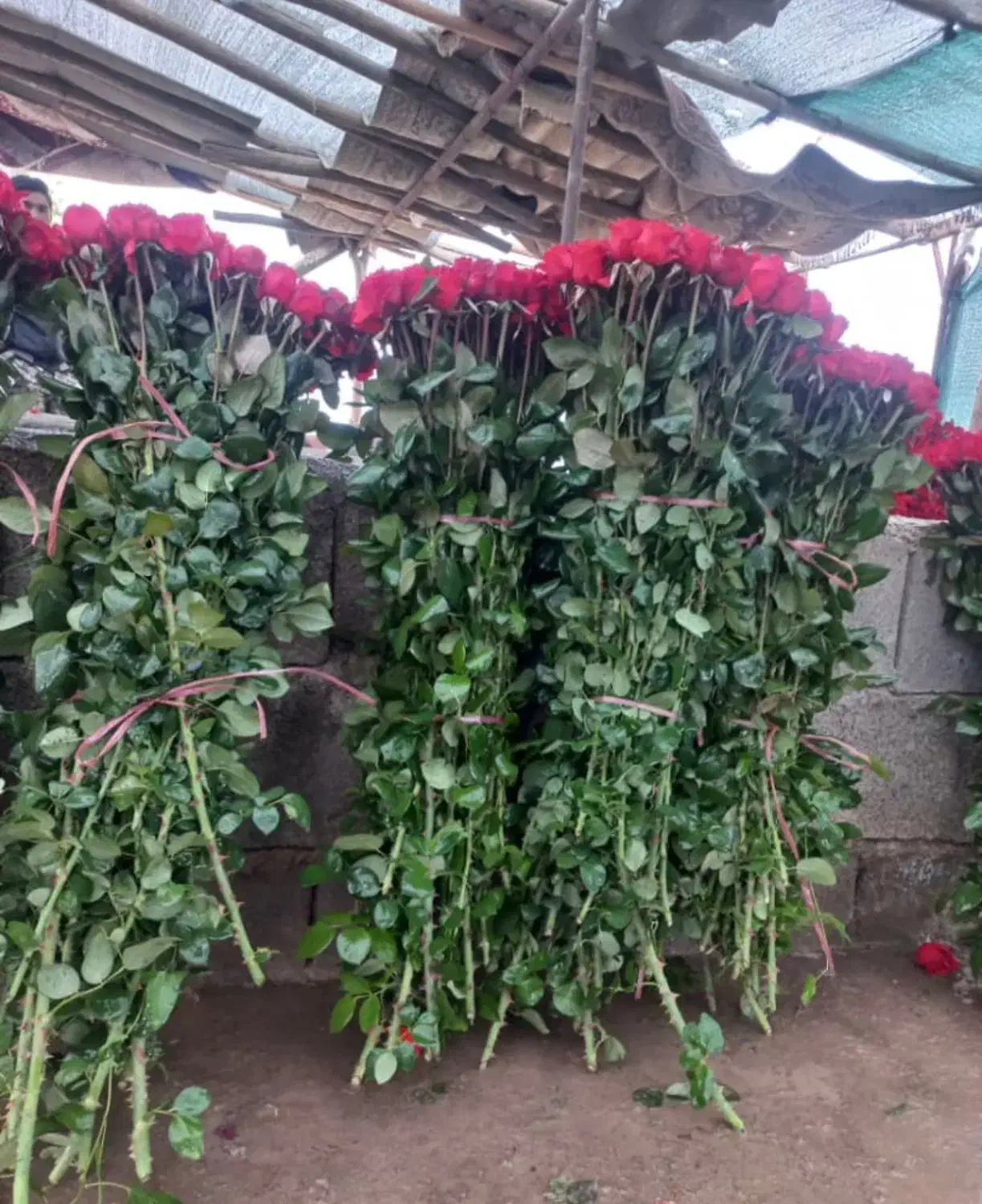 گل رز برای روز مادر|گل و گیاه طبیعی|سوسنگرد, |دیوار