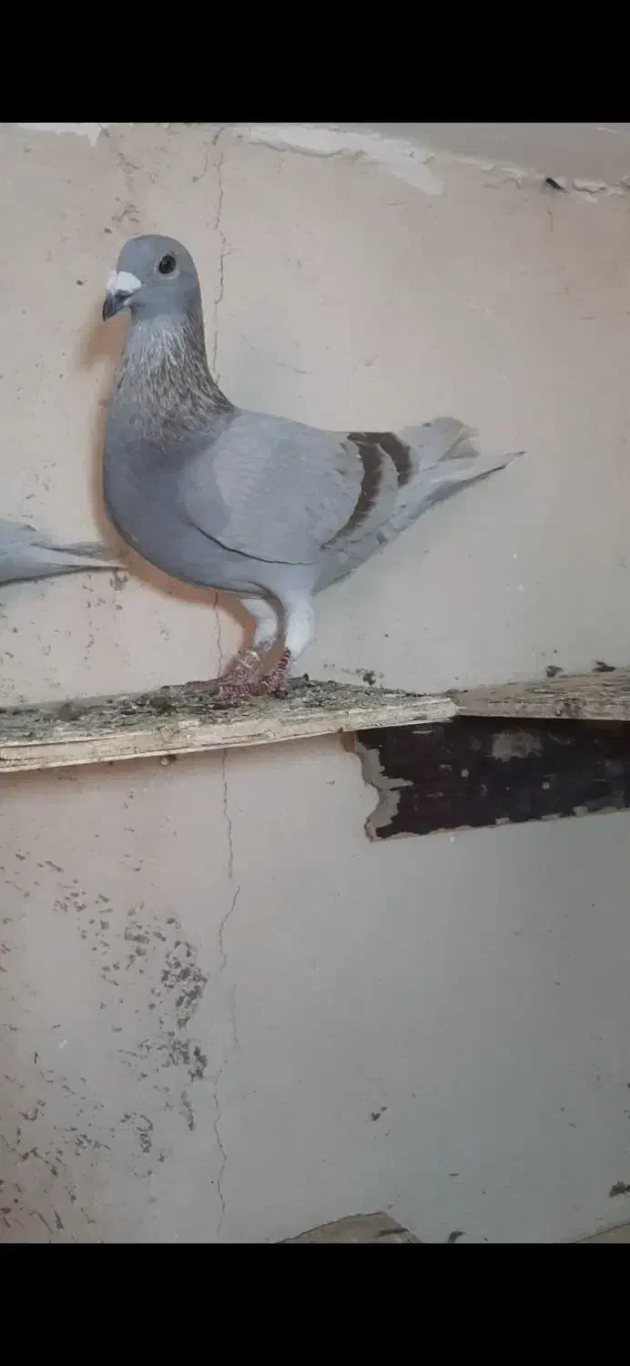 پلاکی|پرنده|شیراز, حومه شیراز|دیوار