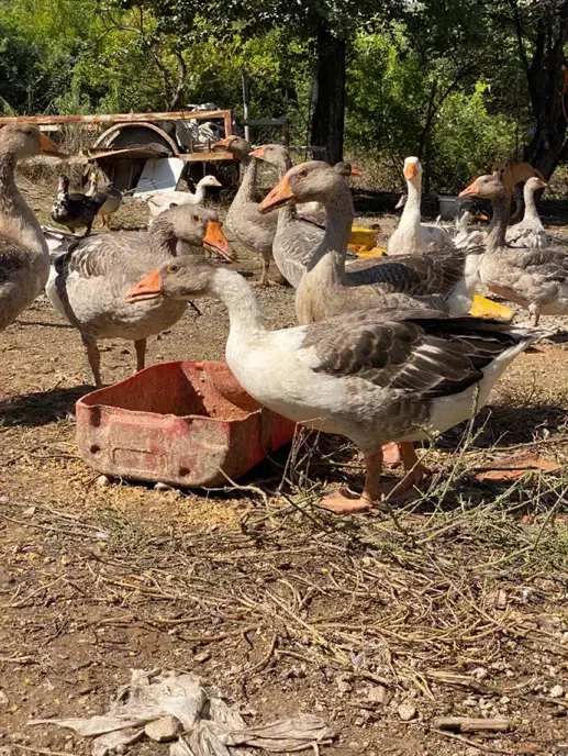 غاز سرحال بالغ|حیوانات مزرعه|ساری, |دیوار