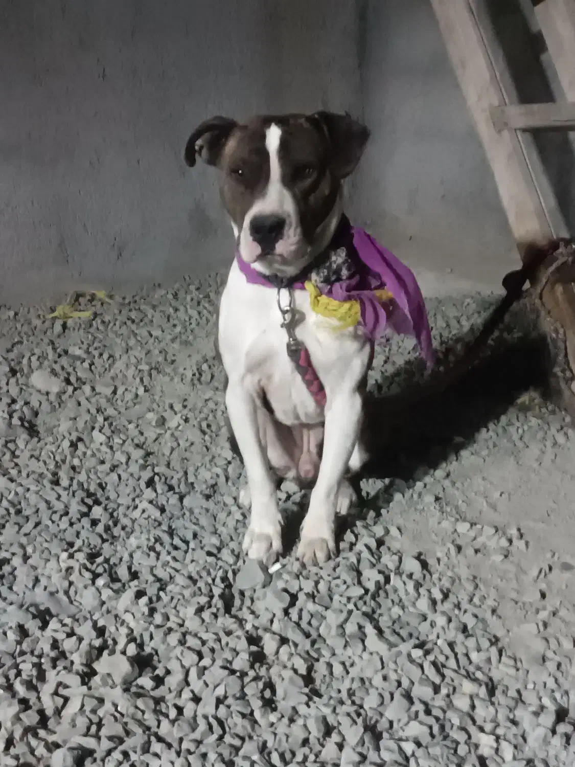 واگذاری دو قلاده سگ پیت بول وژرمن بلاگ|سگ|سنندج, |دیوار