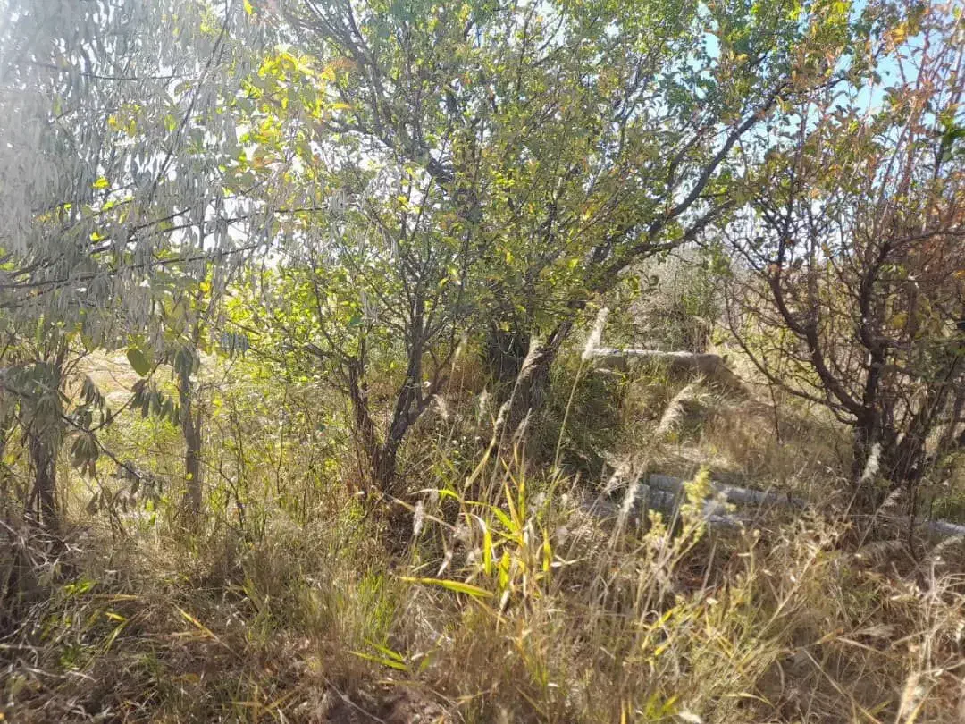 فروش باغ ۴۴۰۰ متر واقع در آوج|فروش زمین و ملک کلنگی|آوج, |دیوار