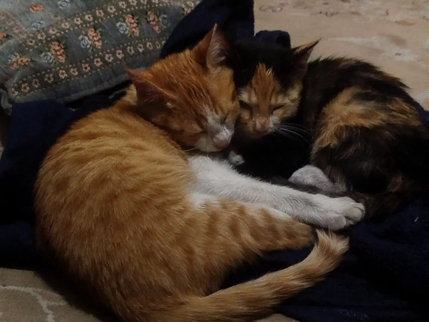 واگذاری گربه|گربه|قم, نخودی|دیوار