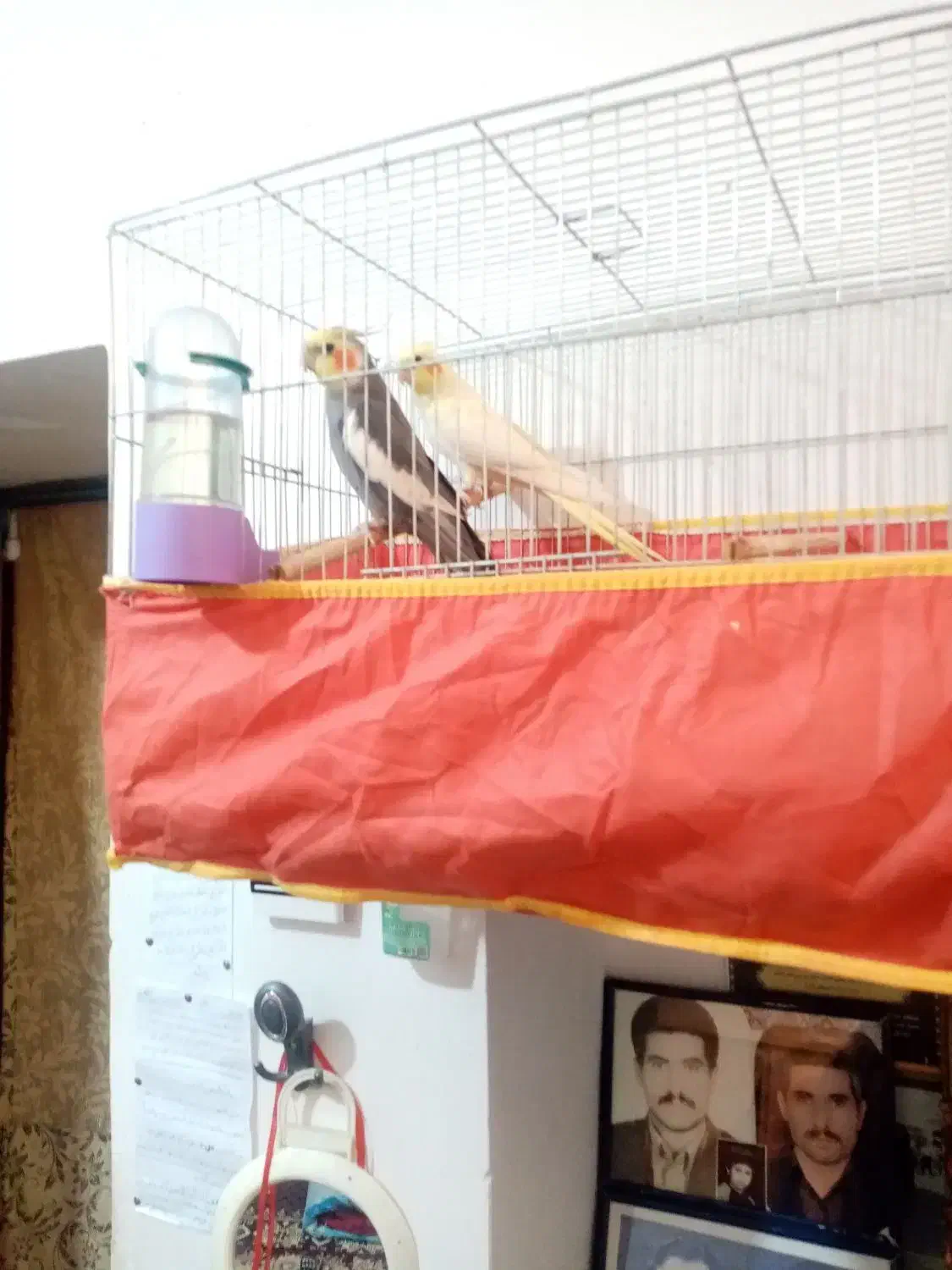 جهت عروس هلندی بشرت تخم وجوجه.|پرنده|مهریز, |دیوار