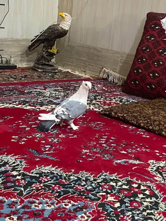 جفت ساتن|پرنده|زابل, |دیوار