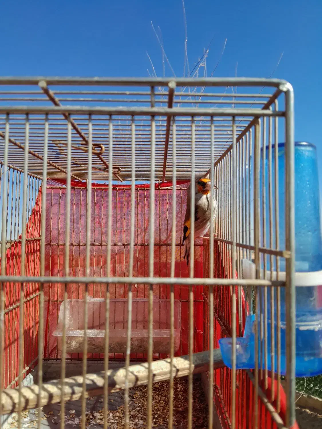 سهره کرمانی|پرنده|زاویه, |دیوار