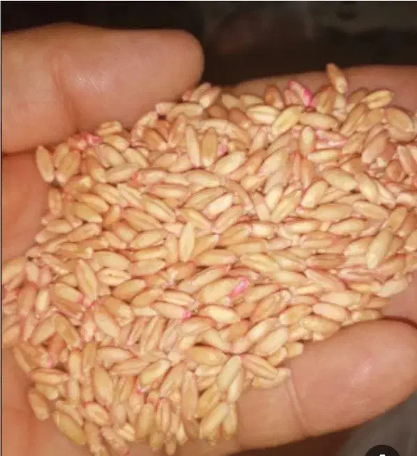گندم بوجاری شده|خوردنی و آشامیدنی|خنجین, |دیوار