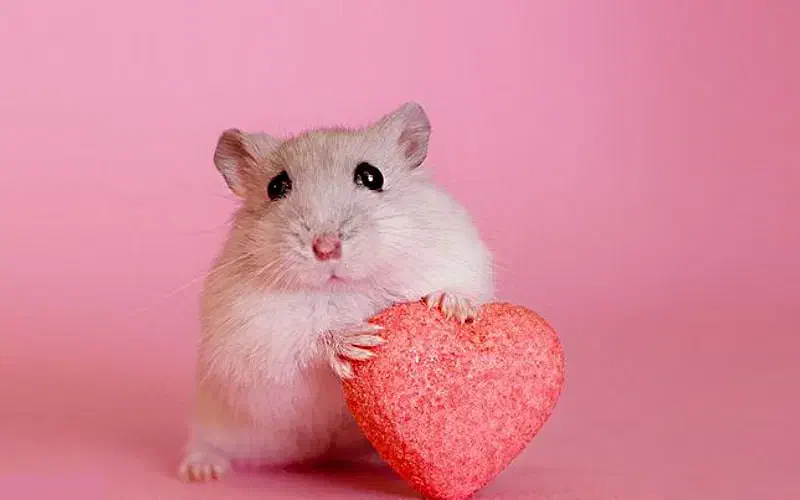 همستر کمپل مینیاتوری خاص چشم قرمز|موش و خرگوش|تهران, نازی‌آباد|دیوار